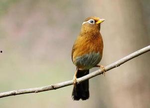 失声画眉,揭开无声世界的艺术魅力