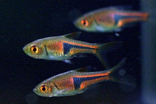 热带鱼 熱帶魚,探索热带鱼世界的五彩斑斓